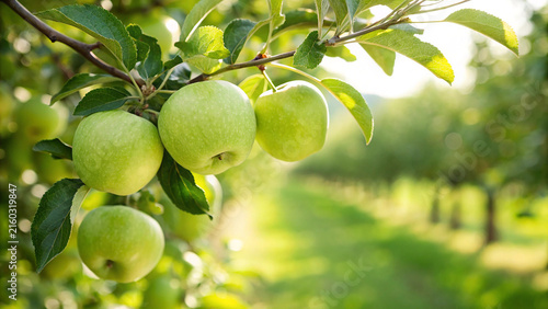 Fotografía Ripe green apples on a branch in a sunny orchard with agriculture vitamins veget