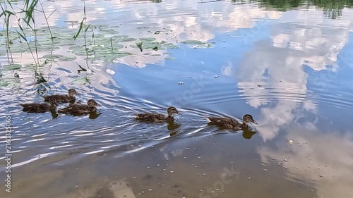 A row of wild ducklings swims across a calm lake, moving steadily from left to right near green reeds under a cloudy sky reflected on the still water surface, creating gentle ripples.