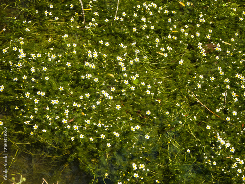 Obraz w ramie Ranunculus fluitans top view