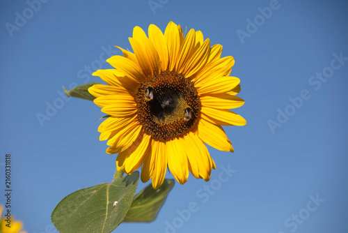 blühende Sonnenblume mit besuch von Hummeln