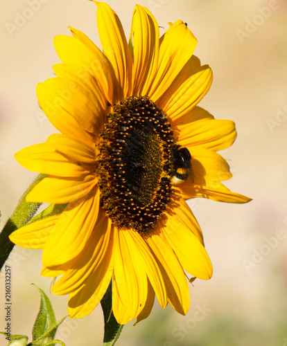 blühende Sonnenblume mit besuch von Hummeln