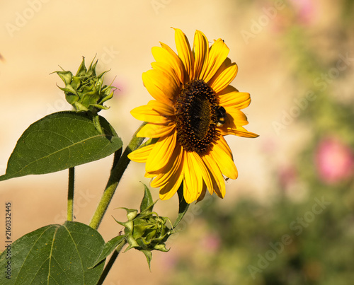 blühende Sonnenblume mit besuch von Hummeln