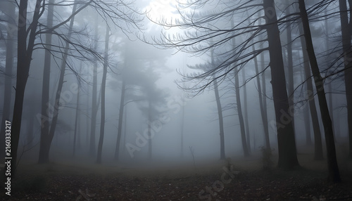 Atmospheric landscape photo of a dense, dark forest filled with tall bare trees shrouded in thick white fog and mist, soft light filtering through atmospheric tree branches.