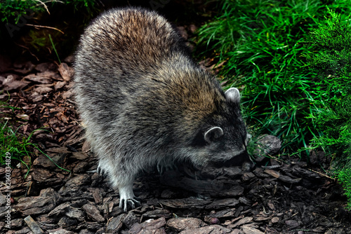 Racoon on the ground in its enclosure. Latin name - Procyon lotor	