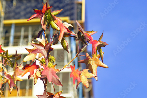 Foto Sweetgum branch with red, yellow, and green leaves and spiky seed balls against construction facade