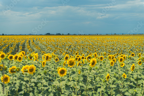 Foto Wide sunflower field filled with dense yellow blooms and green foliage, reaching