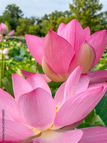 pink lotus flower