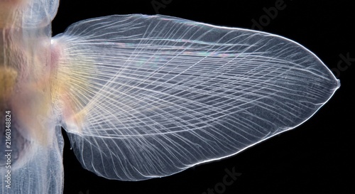 Extreme macro of intersecting muscle fibers in a pteropod wing