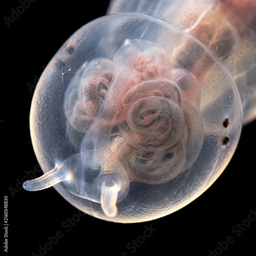 Extreme macro of retracted buccal cones inside a translucent sea angel head