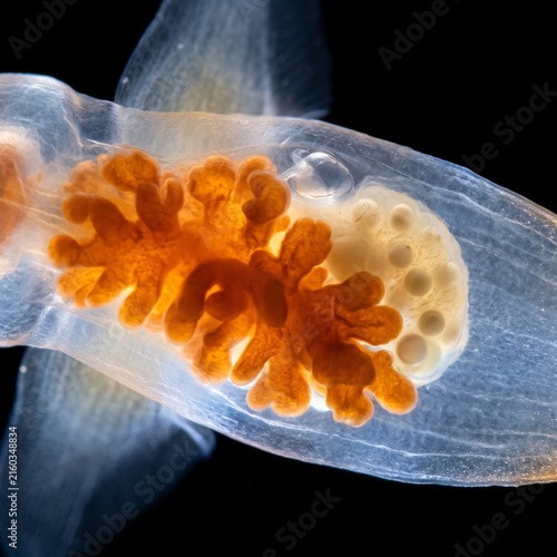 Close up showing the internal orange digestive gland of a clione