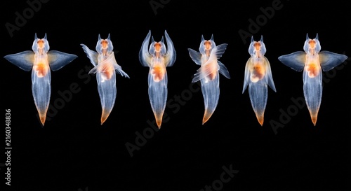 Sequence of a translucent sea angel swimming isolated on black