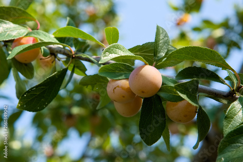 Konstfotografi Ripe Mirabelle de Nancy plums on a tree branch against a blue sky