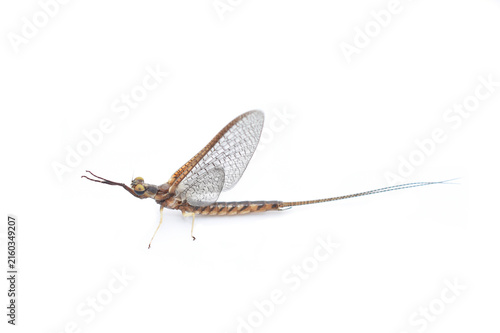 Fotografía Giant Burrowing Mayfly Imago Female Hexagenia limbata Isolated on White Backgrou
