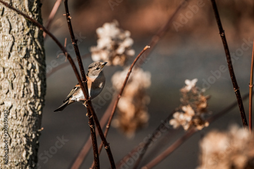 Canvas Print Small brown songbird perched on thin bare branches near a tree trunk with dried