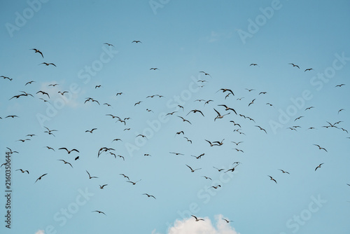 Fotografía Scattered flock of small birds soaring across a clear pale blue sky above a sing