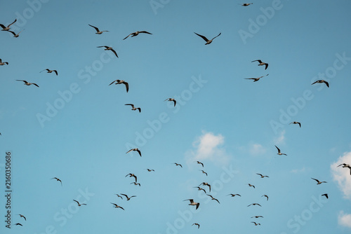 Fotografía Flock of birds soaring across a bright blue sky with scattered white clouds, min