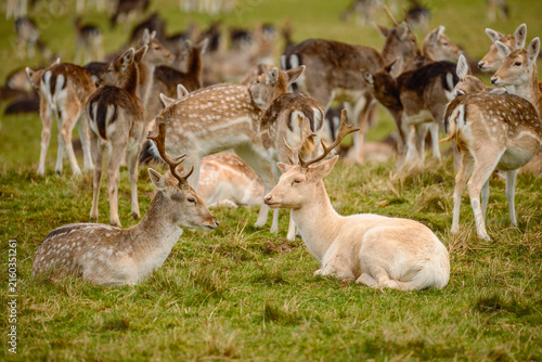 Photography A large herd of fallow deer resting and grazing across winter grassland in Richmond Park, London, January