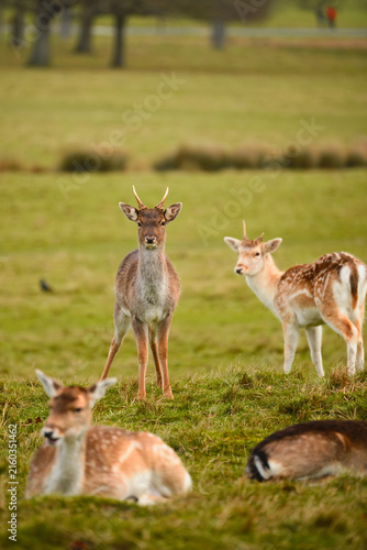 Obraz na plátně Fallow deer resting and standing across frosty grassland at Richmond Park, London, during winter, showcasing wildlife, antlers, natural habitat, and peaceful countryside scenery
