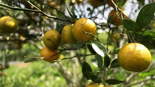 lemon orange tree with fruits
