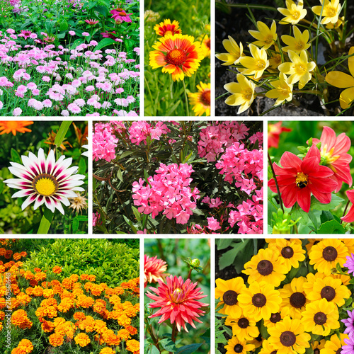 Colorful Summer Garden Flowers Collage with Blooming Petals and Vibrant Flora