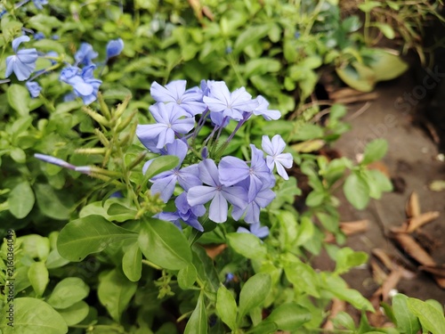 Canvastavla Cape Leadwort (Plumbago auriculata) flowers in Sri Lanka 2026, blue flowers