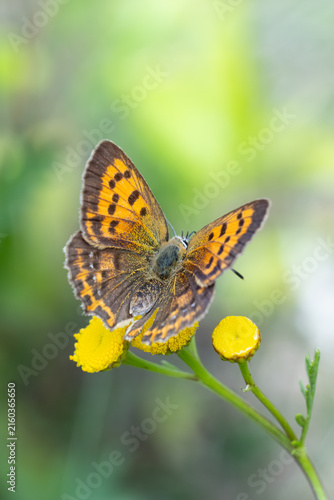 Foto female scarce copper (lycaena virgaureae) perching with open wings on Tansy (Tan