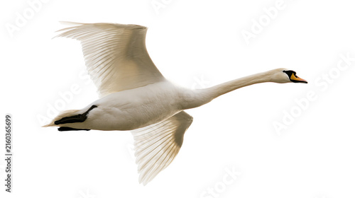 Mature white swan with spread wings flying isolated on transparent background PNG element