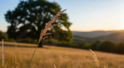 A close-up view of a single stalk of wild grass adorned with a delicate spider web in a serene meadow, set against a blurred landscape featuring a large oak tree during a beautiful golden sunset hour.