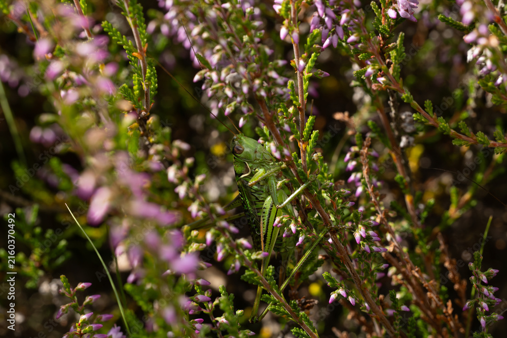 Obraz premium steppe spiny bush-cricket (gampsocleis glabra) perching on Calluna or common heather (Calluna vulgaris), found in Südheide in Lower Saxony, Germany