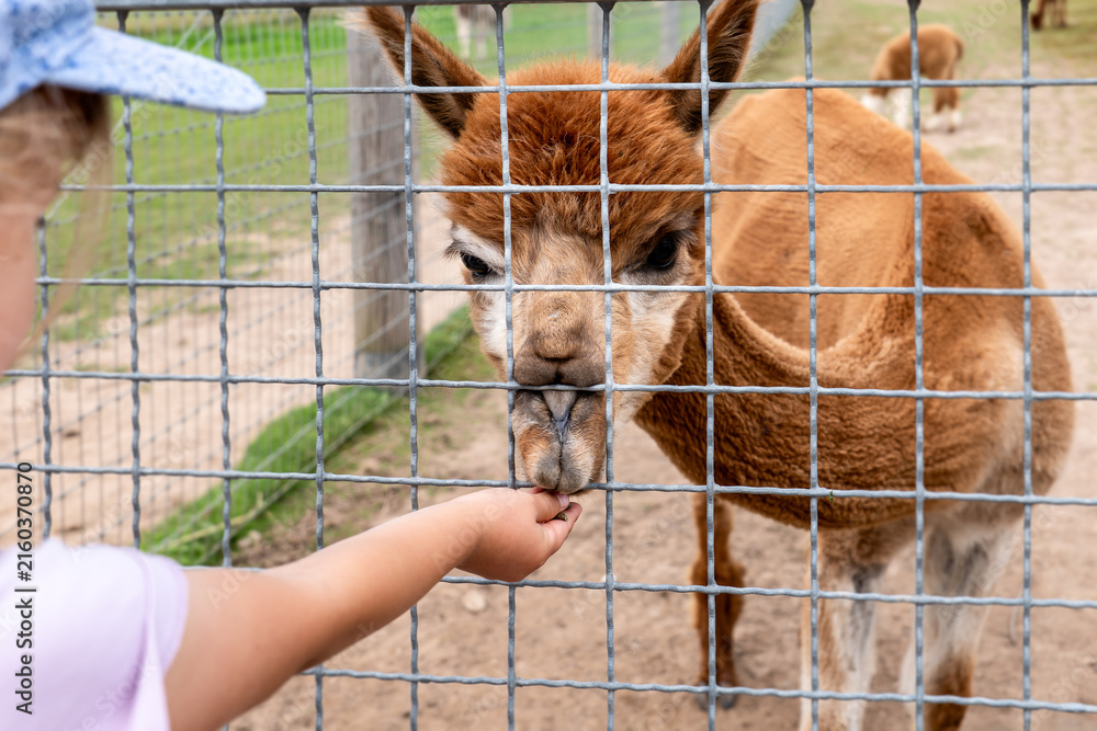 Naklejka premium Child Hand-Feeding a Brown Alpaca Through a Farm Fence