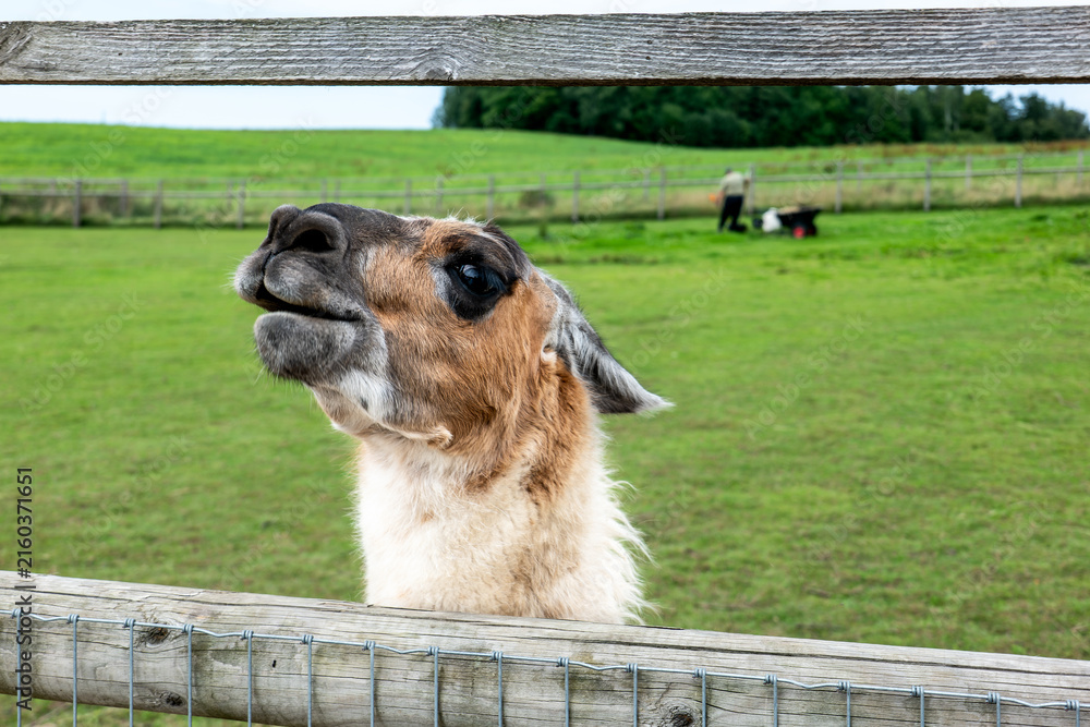 Naklejka premium Curious Brown and White Llama Peeking Over a Wooden Fence