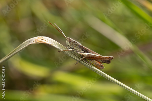 Obraz na płótnie european steppe grasshopper (chorthippus dorsatus), found in Südheide in Lower S