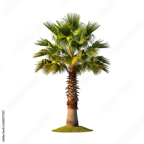 Single palm tree illustration in nature style