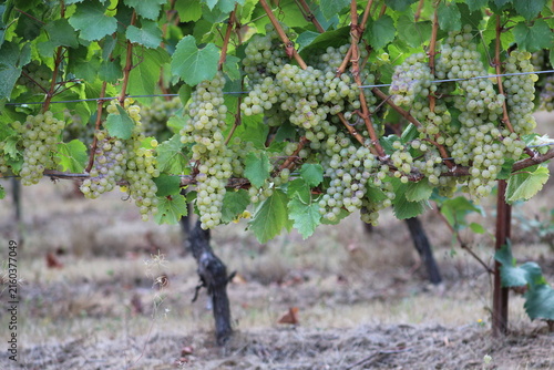 Fotografie Vineyard Willamette Valley