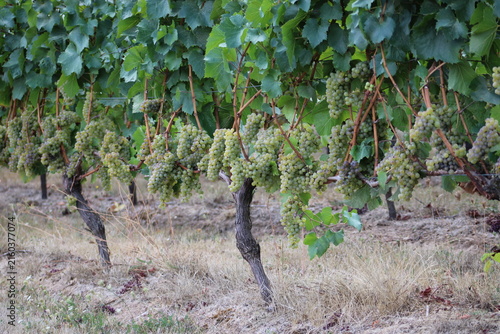 Foto Vineyard Willamette Valley