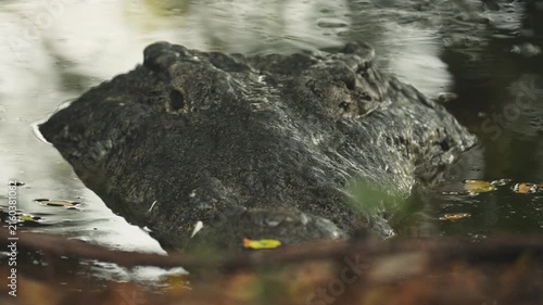 American crocodile head partially submerged in the murky water of a lagoon in puerto escondido