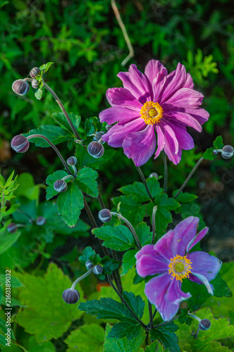 Fotografía Bright pink Japanese anemone flowers blooming with buds in summer garden