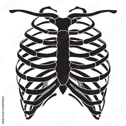 Human Rib Cage Vector Illustration – Anatomical Skeleton & Thoracic Structure Graphic