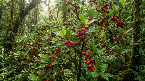 Miracle fruit tree with vibrant scarlet berries. Close-up of edible red berries on a lush green tree, natural outdoor setting, bright daylight, fre...