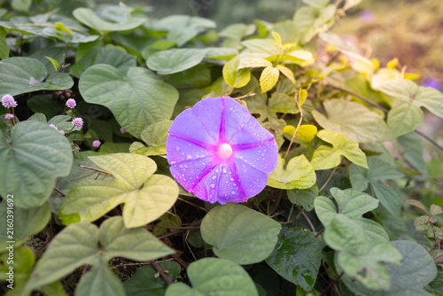 Flor Glória-da-manhã (Ipomoea) com gotas de água