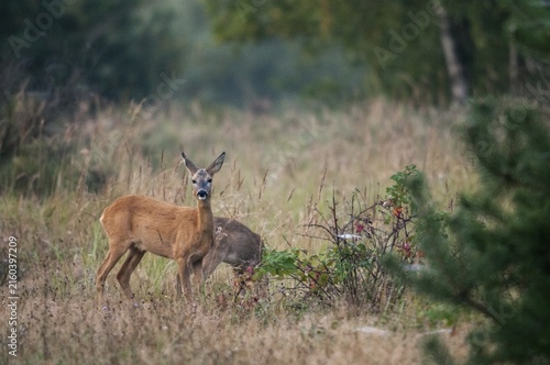 Artiodactyla, Brandenburg, Capreolus Capreolus, Even-Toed Ungulate, Germany, national natural heritage, natural paradise Grünhaus, cloven-hoofed deer, roe deer, post-mining landscape, green house, mammals, mammals