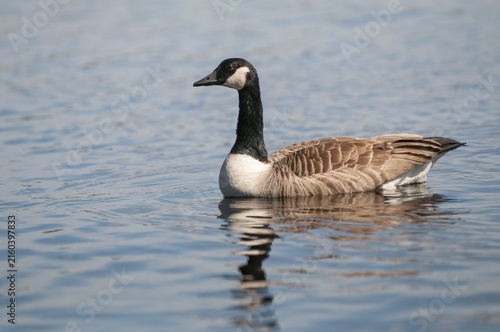 Branta Canadensis, Canada Goose, Canada Goose, Sweden, Anatidae, Birds, Duckbirds, Goose, Geese, Geese, Sweden, Birds, Waterbirds