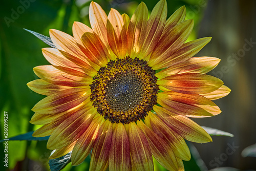 Obraz na plátne sunflower on a green background