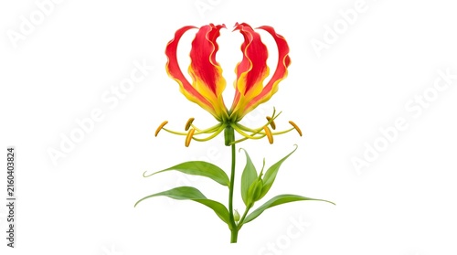 Gloriosa Lily Flower Isolated on White Background