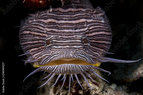 View of a splendid toadfish with its distinctive striped pattern and barbels resting on the coral reef in San Miguel de Cozumel, Quintana Roo, Mexico.
