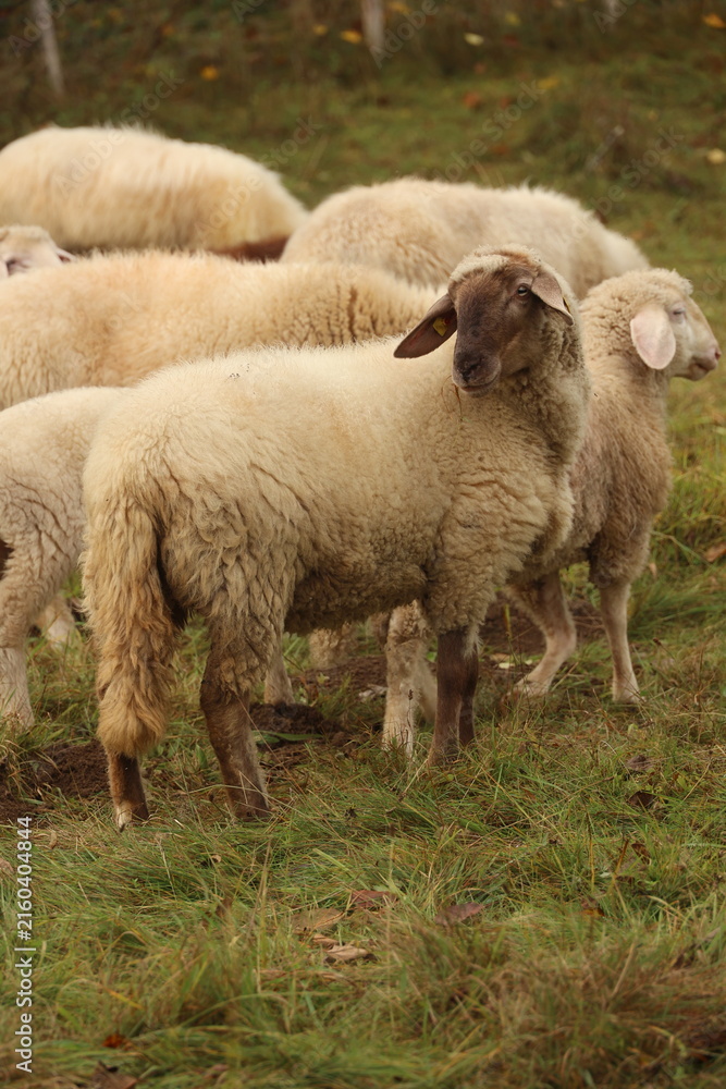 Obraz premium Group of sheep are standing in a field