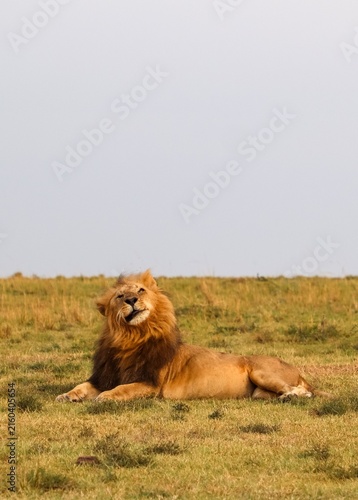 African lion resting on Kenya savanna looking upwards