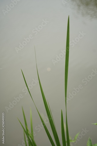 Plakat Flora an stehendem Gewässer, sommerlich