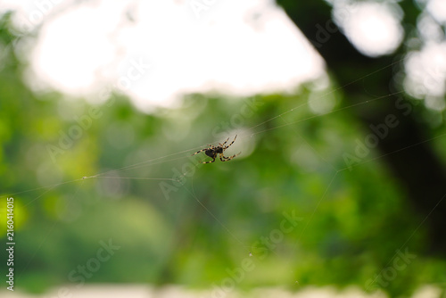 Spider weaves a web among the trees