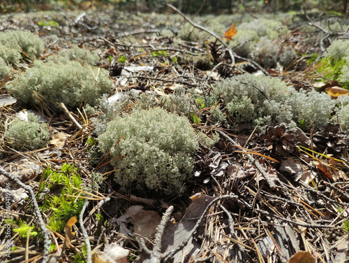 Forest flora. Autumn in the forest.  Yagel lichen. Cladonia.
